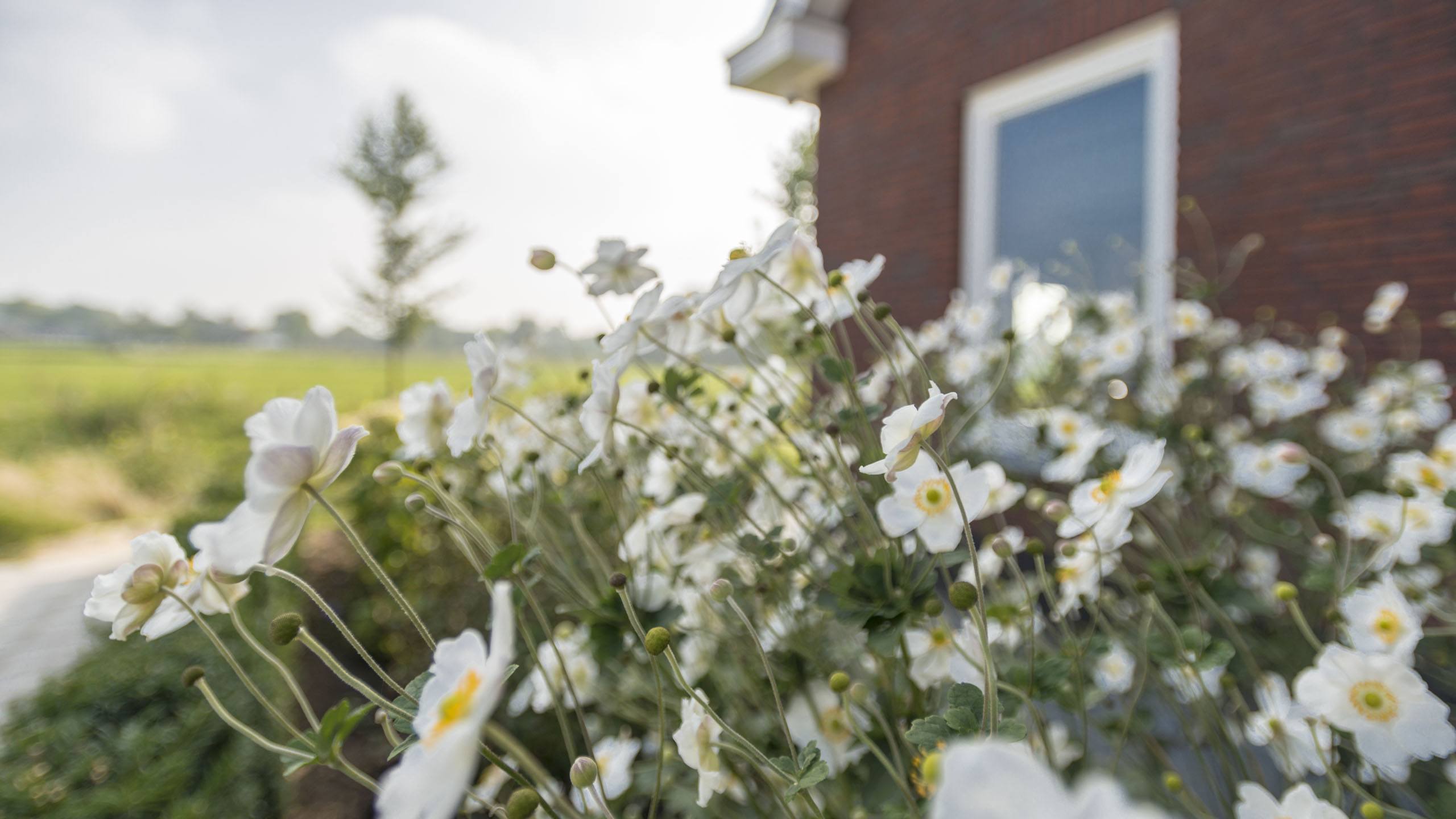 Van IJzendoorn Tuinen Hovenier beplanting